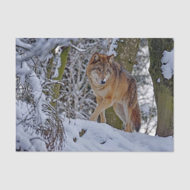 Wildlife Wolf Snow Photo Tissue Paper (Front)