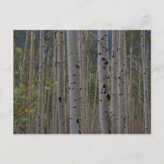 Will B Free Signature Post Cards