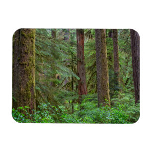 Willamette National Forest Oregon Magnet