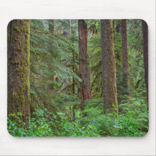 Willamette National Forest Oregon Mouse Pad