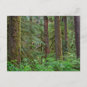 Willamette National Forest Oregon Postcard