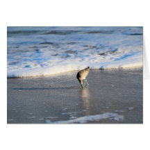 Willet's Interesting Find