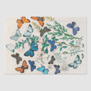 William Kirby   European Butterflies and Moths ... Tissue Paper