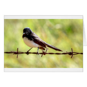 WILLIE WAGTAIL IN RURAL QUEENSLAND AUSTRALIA