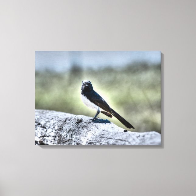 WILLIE WAGTAIL ON FENCE RURAL QUEENSLAND AUSTRALIA CANVAS PRINT (Front)