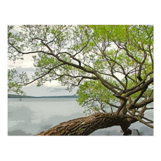 Willow at Cayuga Lake Postcard