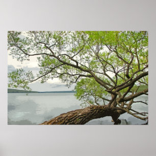 Willow at the Lake Poster