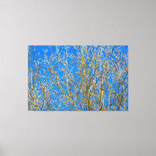 Willow buds - Morning Of Spring Canvas Print