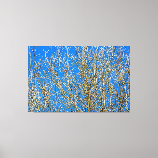 Willow buds - Morning Of Spring Canvas Print (Front)