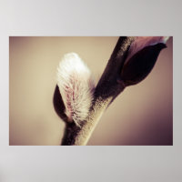 Willow buds - Thrust Of New Life