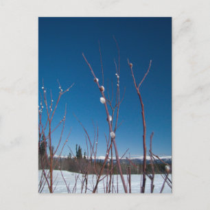 Willow Catkin Portrait Postcard