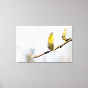 Willow Catkins - Silver World Canvas Print