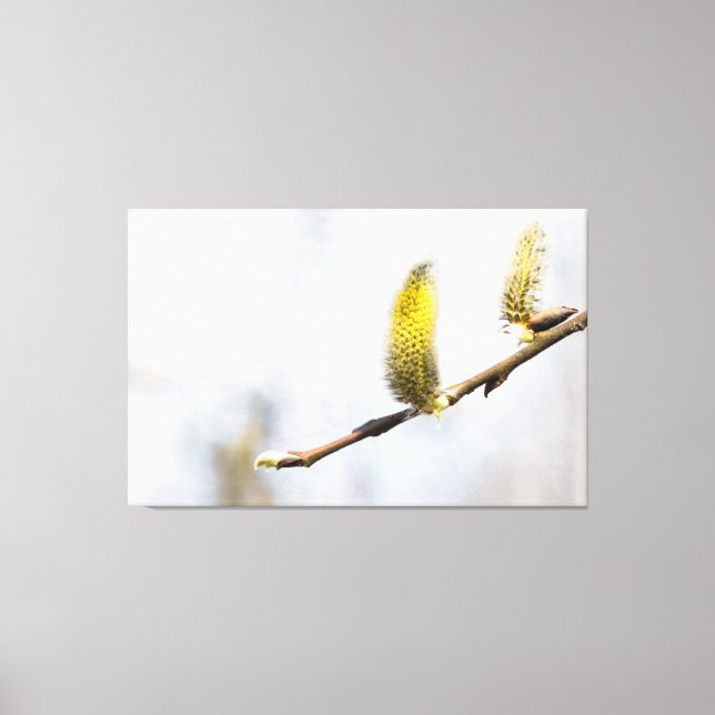 Willow Catkins - Silver World Canvas Print (Front)