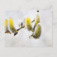 Willow Catkins - Silver World