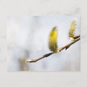 Willow Catkins - Silver World Postcard