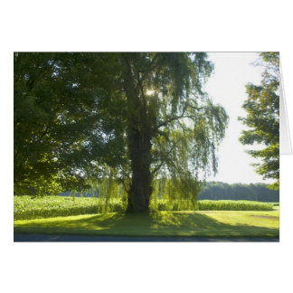 Willow du matin - Commencez la journée du soleil b