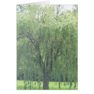 WIllow en larmes