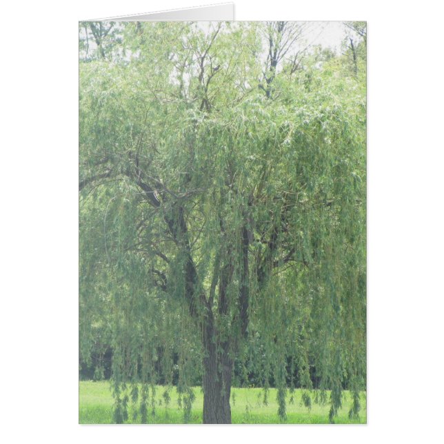 WIllow en larmes (Devant)