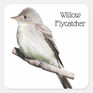 Willow Flycatcher Square Sticker