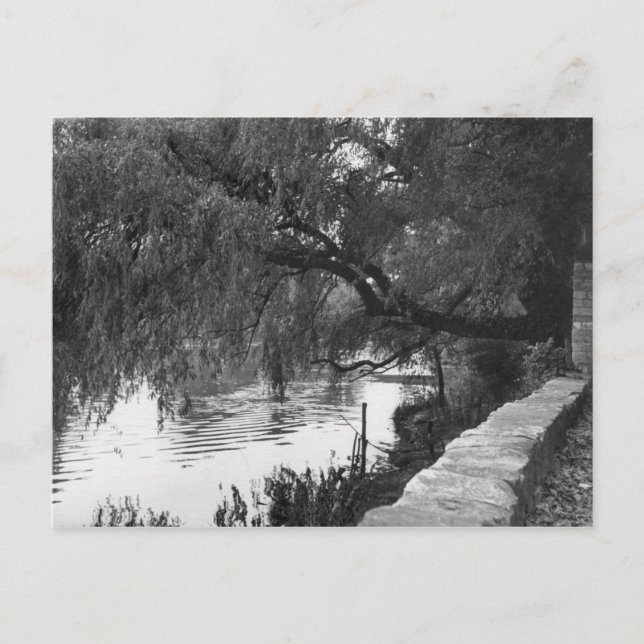 Willow Overhanging The River Postcard (Front)