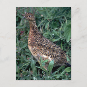 Willow ptarmigan, hen in summer postcard