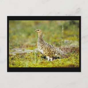Willow ptarmigan postcard