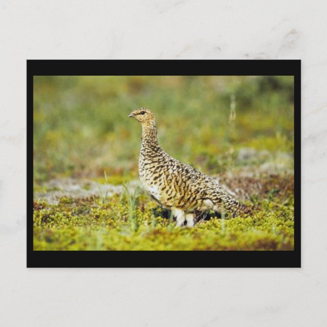 Willow ptarmigan postcard (Front)
