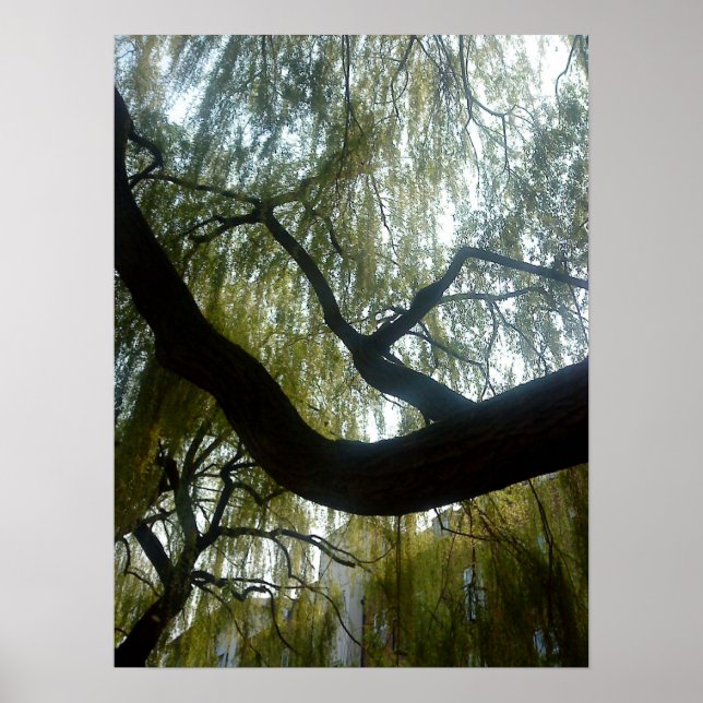 Willow Tree Poster (Front)
