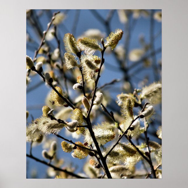 WILLOW TREE POSTER (Front)
