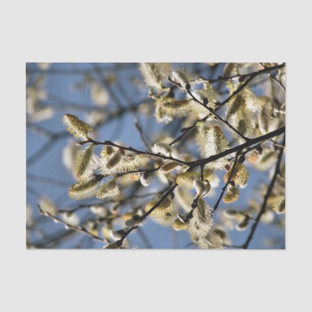 WILLOW TREE TISSUE PAPER (Front)