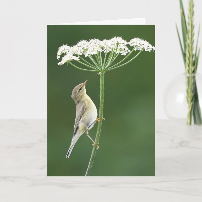Willow warbler card (Front)