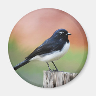 Willy Wagtail - Australian Bird Art Magnet