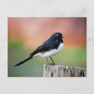 Willy Wagtail - Australian Bird Art Postcard