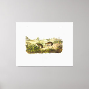 Wilson's Meadow Mouse (Meadow Vole) by Audubon Canvas Print