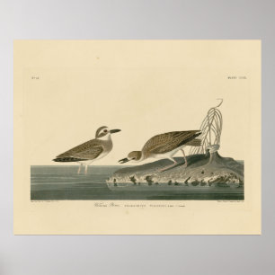 Wilson's Plover from Audubon's Birds of America Poster