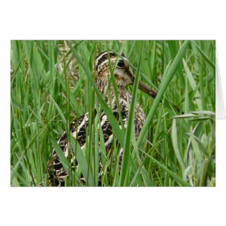 Wilson's Snipe