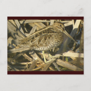 Wilson's Snipe Postcard