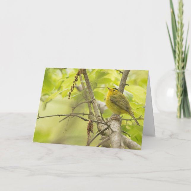 Wilsons Warbler in Spring Tree Blank Note Card (Front)