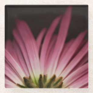 Wilted Purple Daisy Glass Coaster