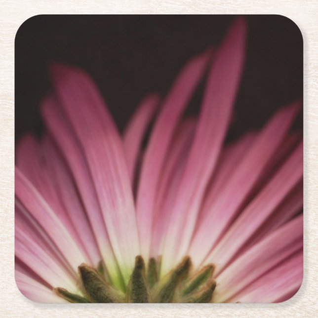 Wilted Purple Daisy Square Paper Coaster (Front)