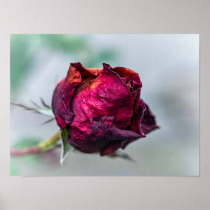 Wilting Deep Red Rose Bud with Raindrops Poster
