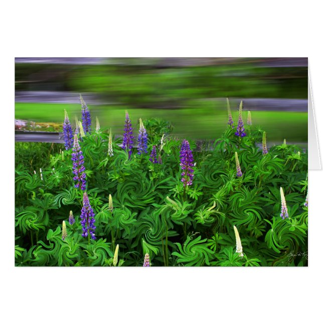 Wind in the Lupines (Front Horizontal)