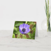 Windflower (Anemone coronaria) card