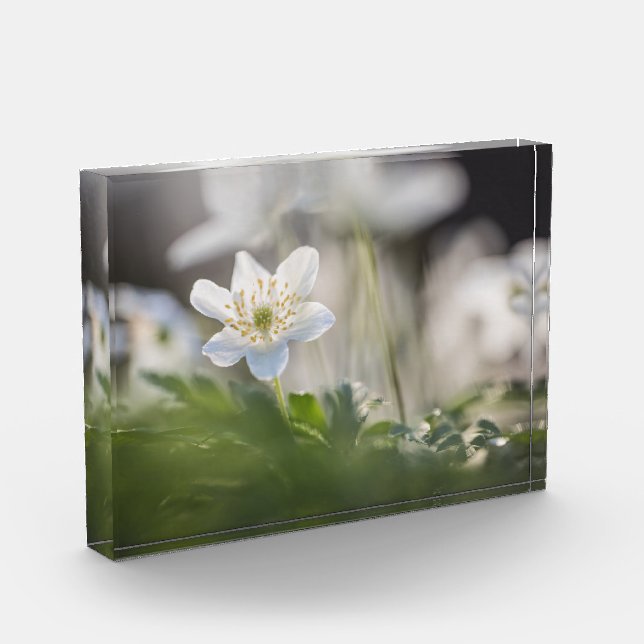Windflower Nature Photo Block (Left)