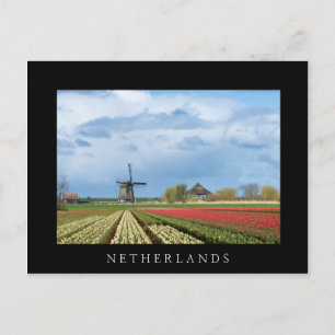 Windmill and tulips landscape black postcard