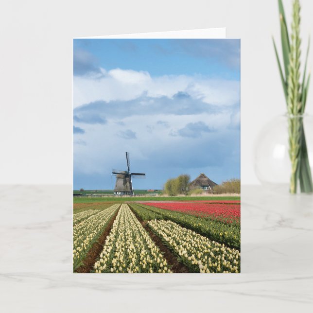 Windmill and tulips landscape greeting card (Front)