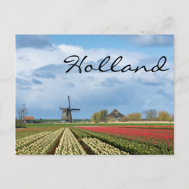 Windmill and tulips landscape text postcard (Front)