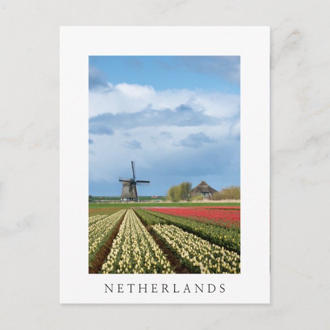 Windmill and tulips vertical white postcard (Front)