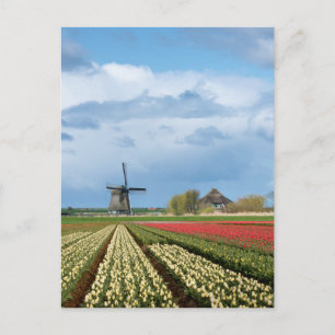 Windmill et tulipe paysage carte postale verticale