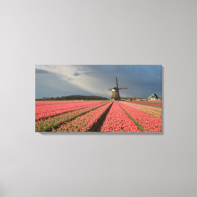 Windmill with pink tulips in spring canvas print (Front)